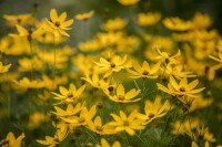 Coreopsis verticillata Zagreb 9 cm Topf - Größe nach Saison