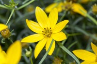 Coreopsis verticillata Zagreb 9 cm Topf - Größe nach Saison