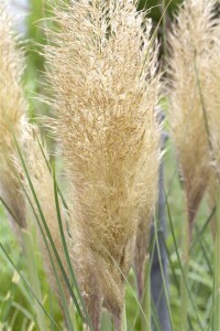 Cortaderia selloana Pumila C 10