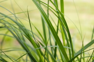 Cortaderia selloana Pumila C 10