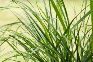 Cortaderia selloana Pumila C 10