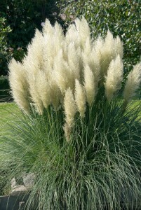 Cortaderia selloana Pumila C 10