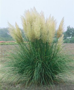 Cortaderia selloana Pumila C 10