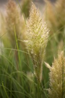 Cortaderia selloana Pumila C 10