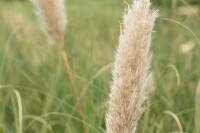 Cortaderia selloana Pumila C 10