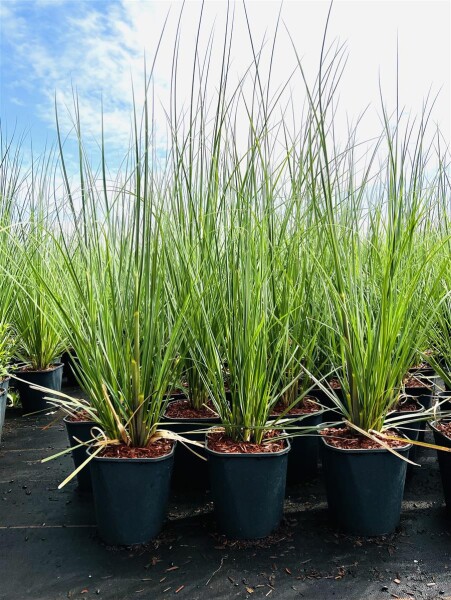 Cortaderia selloana C5  60-100 cm