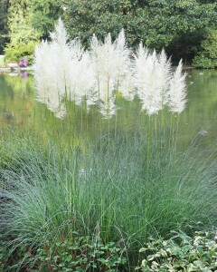 Cortaderia selloana C5  60-100 cm