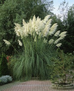 Cortaderia selloana C5  60-100 cm