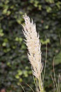 Cortaderia selloana C5  60-100 cm