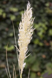 Cortaderia selloana C5  60-100 cm