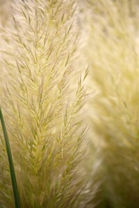 Cortaderia selloana C5  60-100 cm