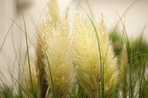 Cortaderia selloana C5  60-100 cm