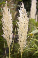 Cortaderia selloana C5  60-100 cm