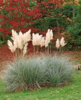 Cortaderia selloana C5  60-100 cm