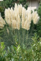 Cortaderia selloana C5  60-100 cm