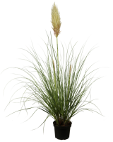 Cortaderia selloana C5  60-100 cm