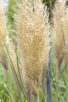 Cortaderia selloana C5  60-100 cm