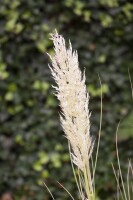 Cortaderia selloana C5  60-100 cm