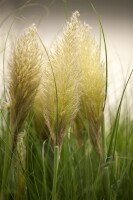 Cortaderia selloana C5  60-100 cm