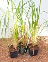 Cortaderia selloana 12 cm Topf