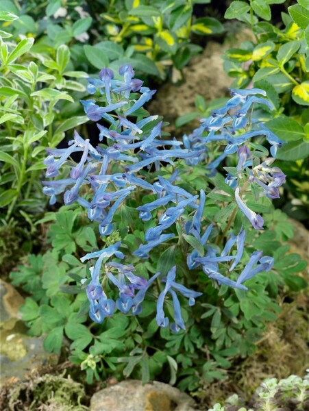 Corydalis elata Blue Summit 9 cm Topf - Größe nach Saison