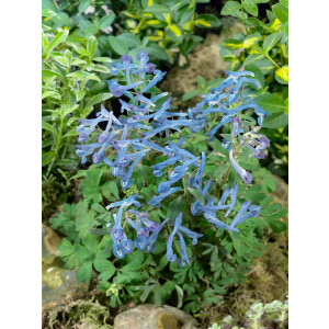 Corydalis elata Blue Summit 9 cm Topf - Größe...