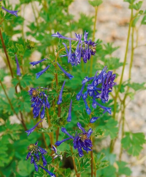 Corydalis elata Spinners 9 cm Topf - Größe nach Saison