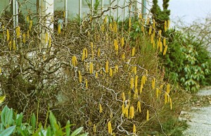 Corylus avellana Contorta C 3 40- 60