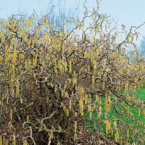 Corylus avellana Contorta C 3 40- 60