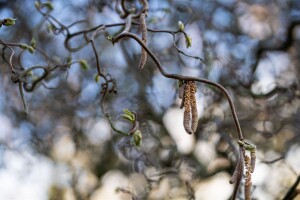 Corylus avellana Contorta C 3 40- 60