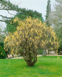 Corylus avellana Contorta C 3 40- 60