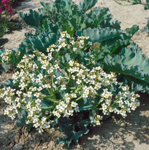 Crambe maritima 11 cm Topf - Größe nach Saison