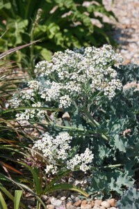 Crambe maritima 11 cm Topf - Größe nach Saison