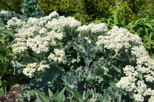 Crambe maritima 11 cm Topf - Größe nach Saison