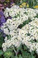 Crambe maritima 11 cm Topf - Größe nach Saison