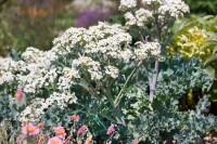 Crambe maritima 11 cm Topf - Größe nach Saison