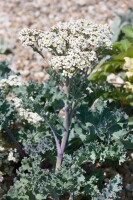 Crambe maritima 11 cm Topf - Größe nach Saison