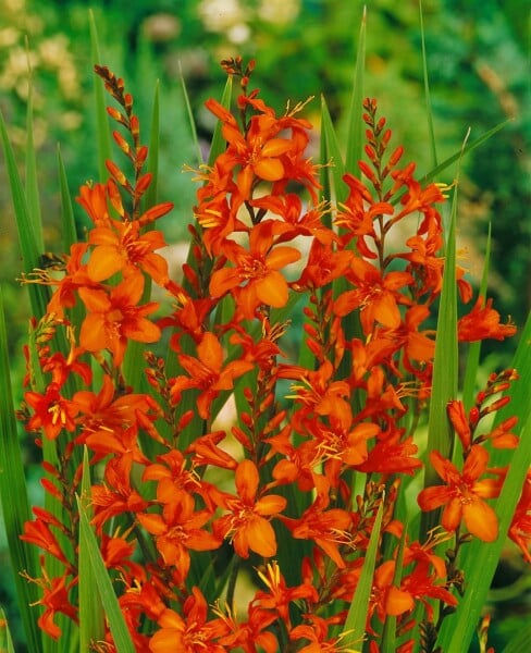 Crocosmia masoniorum 11 cm Topf - Größe nach Saison