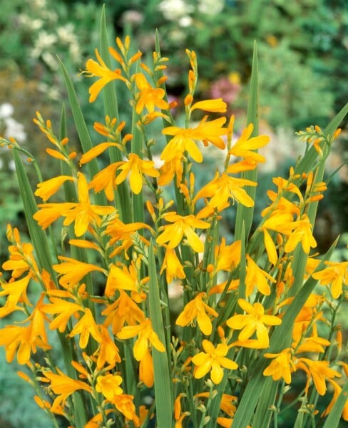 Crocosmia x crocosmiifl.George Davidson 11 cm Topf - Größe nach Saison