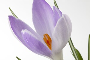 Crocus sativus 9 cm Topf - Größe nach Saison