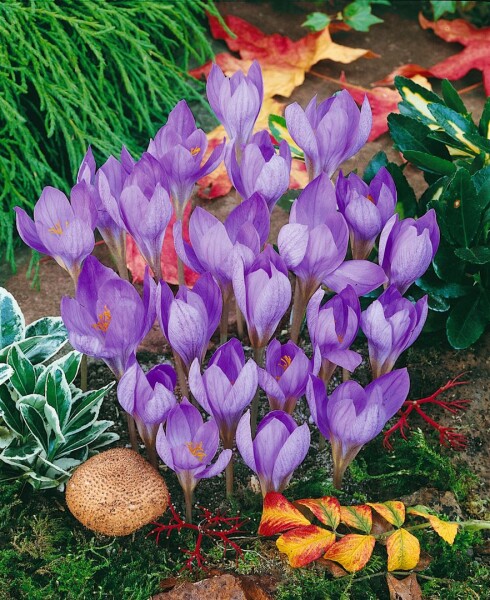 Crocus speciosus 9 cm Topf - Größe nach Saison