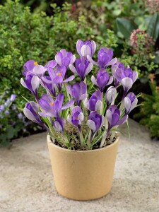 Crocus speciosus 9 cm Topf - Größe nach Saison