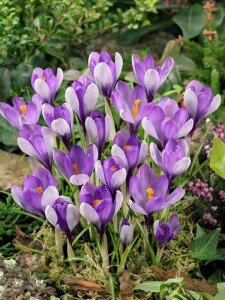 Crocus speciosus 9 cm Topf - Größe nach Saison