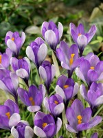 Crocus speciosus 9 cm Topf - Größe nach Saison