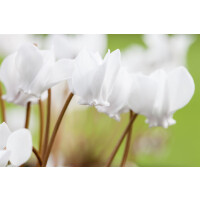 Cyclamen hederifolium Album 9 cm Topf - Größe...