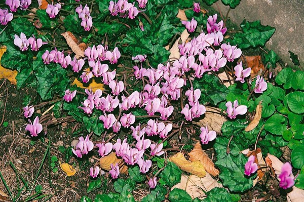 Cyclamen hederifolium Rosenteppich 9 cm Topf - Größe nach Saison