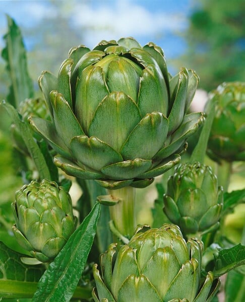 Cynara scolymus 11 cm Topf - Größe nach Saison