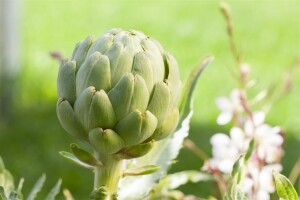 Cynara scolymus 11 cm Topf - Größe nach Saison