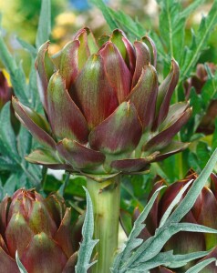 Cynara scolymus 11 cm Topf - Größe nach Saison