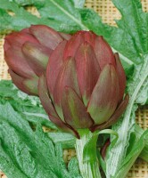 Cynara scolymus 11 cm Topf - Größe nach Saison